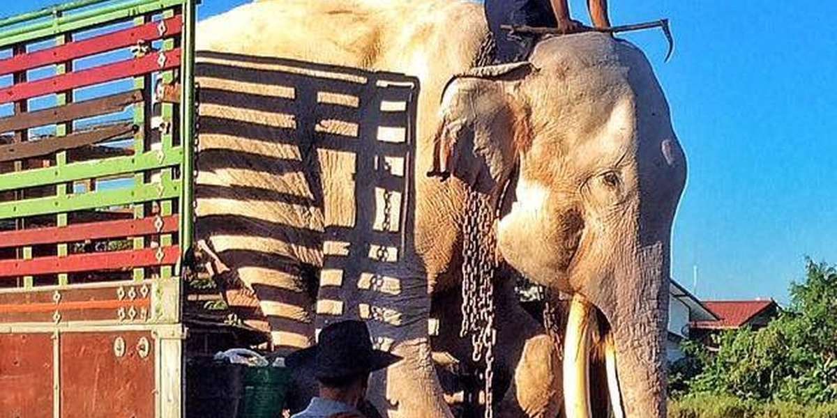 Legendary Elephant Has Spent His Life In Chains. Tomorrow, He'll Walk