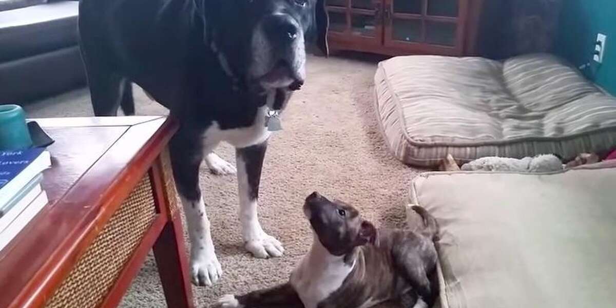 Patient Older Dog Puts Up With Baby Pit Bull Antics - The Dodo