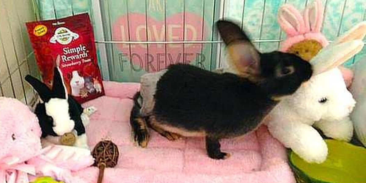 Baby Rabbit Abuse Rabbit Abused In Viral Video Is Now Showered With Gifts - The Dodo
