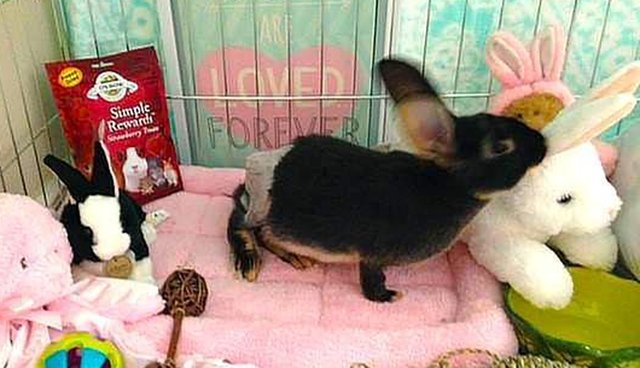 Rabbit Abused In Viral Video Is Now Showered With Gifts - The Dodo