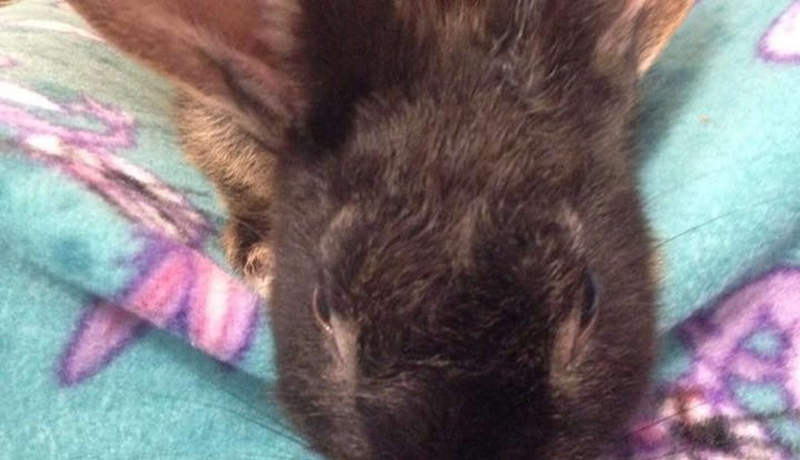 Rabbit Abused In Viral Video Is Now Showered With Gifts - The Dodo