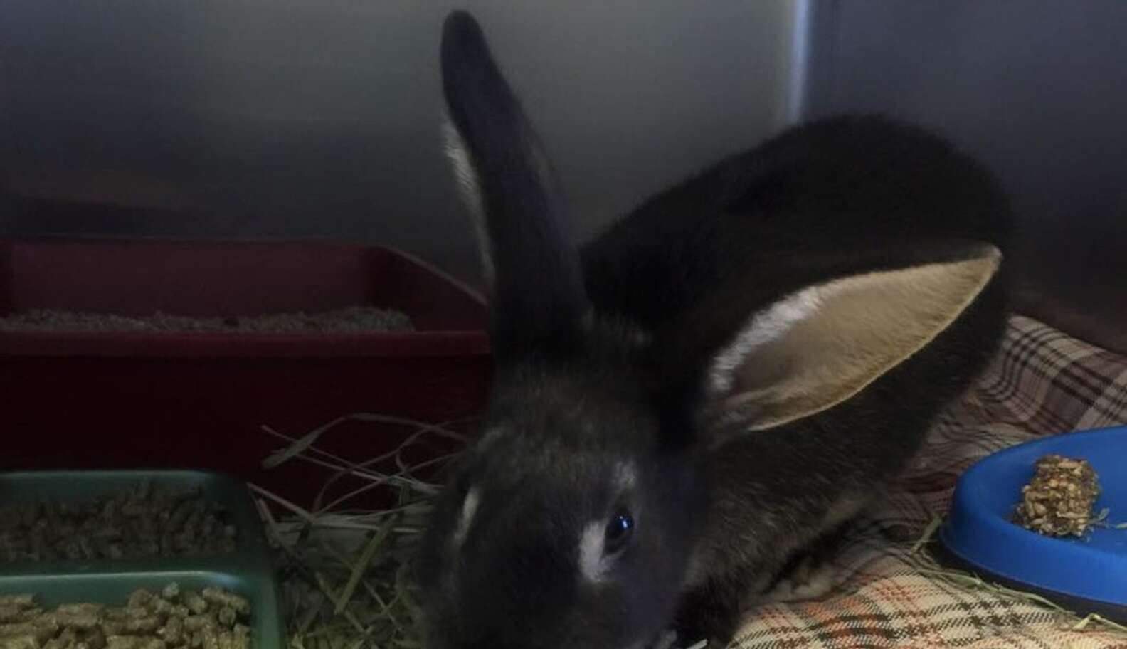 Baby Rabbit Abuse Rabbit Abused In Viral Video Is Now Showered With Gifts - The Dodo