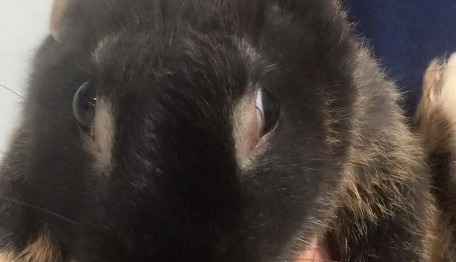 Rabbit Abused In Viral Video Is Now Showered With Gifts - The Dodo