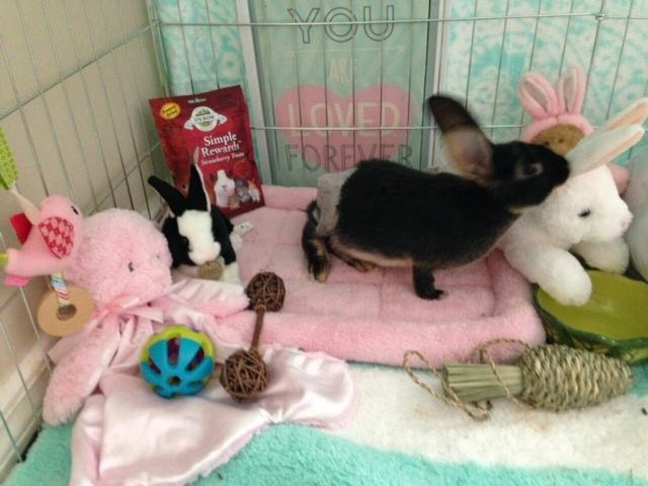 Rabbit Abused In Viral Video Is Now Showered With Gifts The Dodo