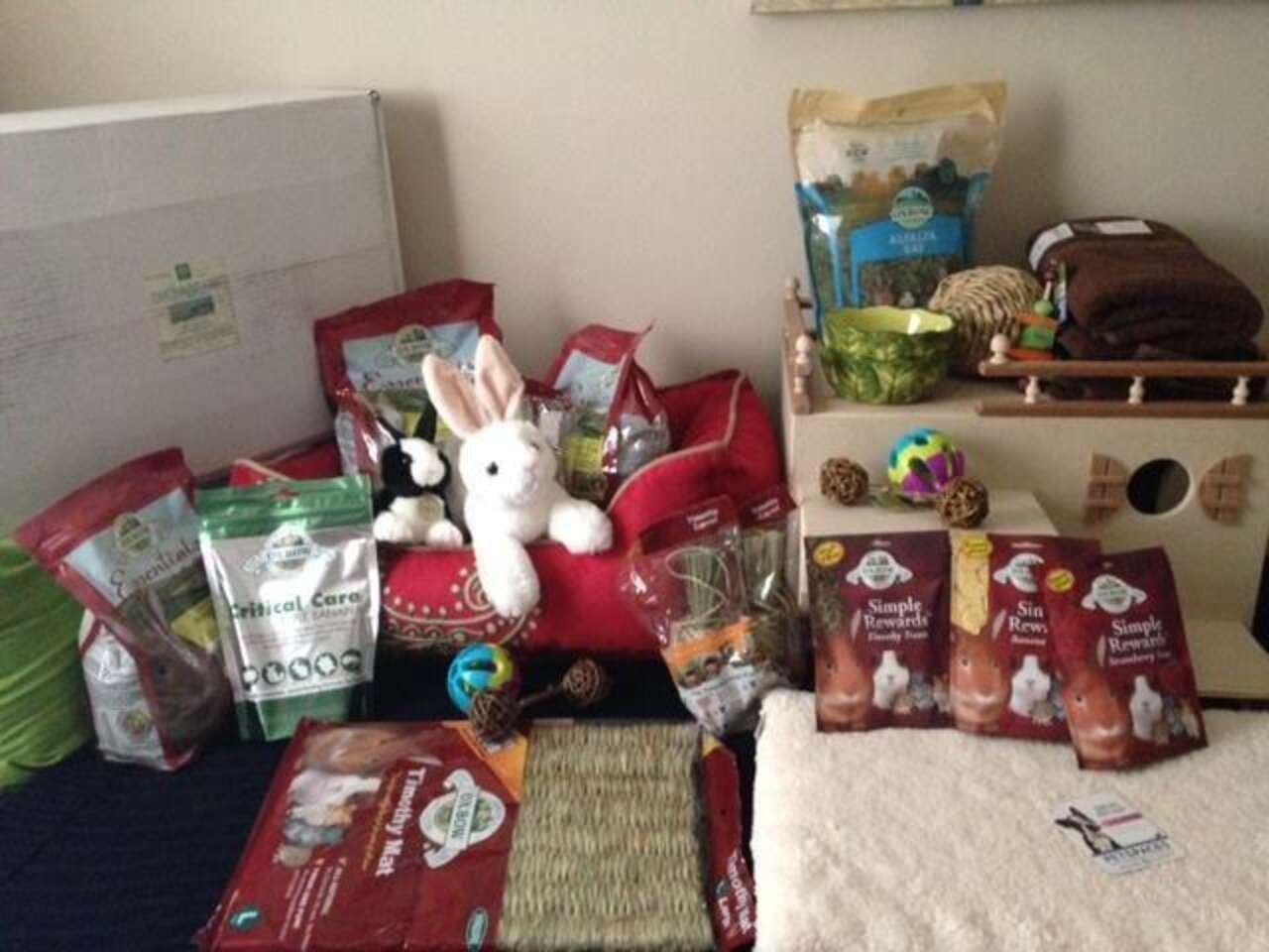 Baby Rabbit Abuse Rabbit Abused In Viral Video Is Now Showered With Gifts - The Dodo