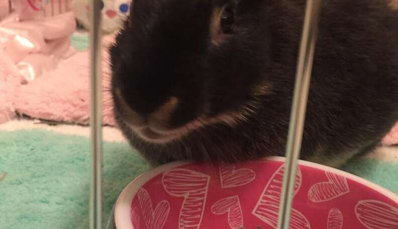 Baby Rabbit Abuse Rabbit Abused In Viral Video Is Now Showered With Gifts - The Dodo