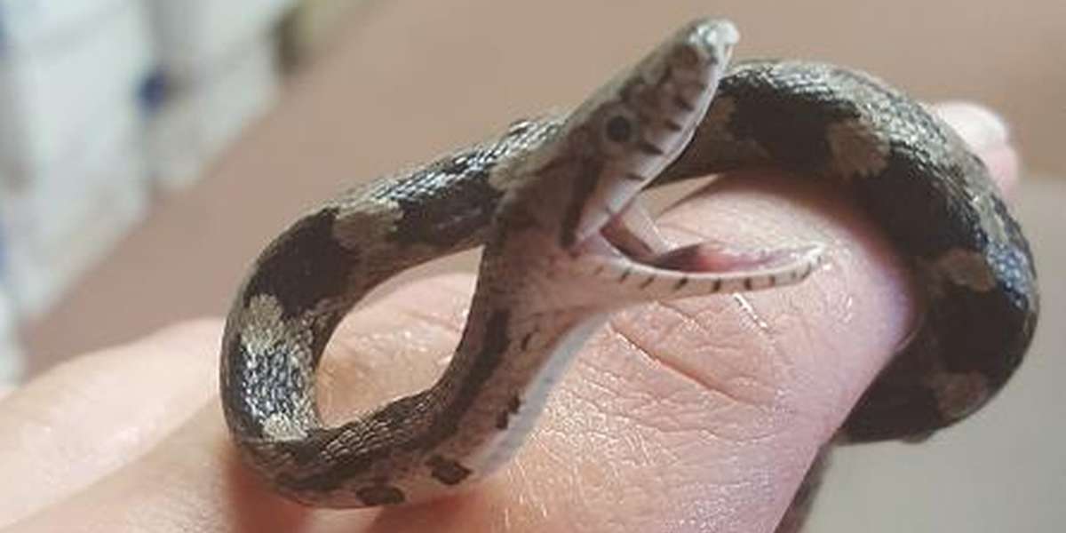 Smiling Snake  Is So Happy Somebody Saved His Life The Dodo