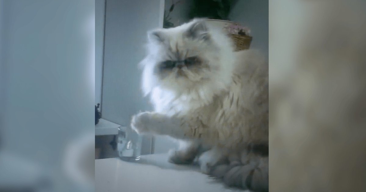 4 Reasons Cats Knock Stuff Over The Dodo