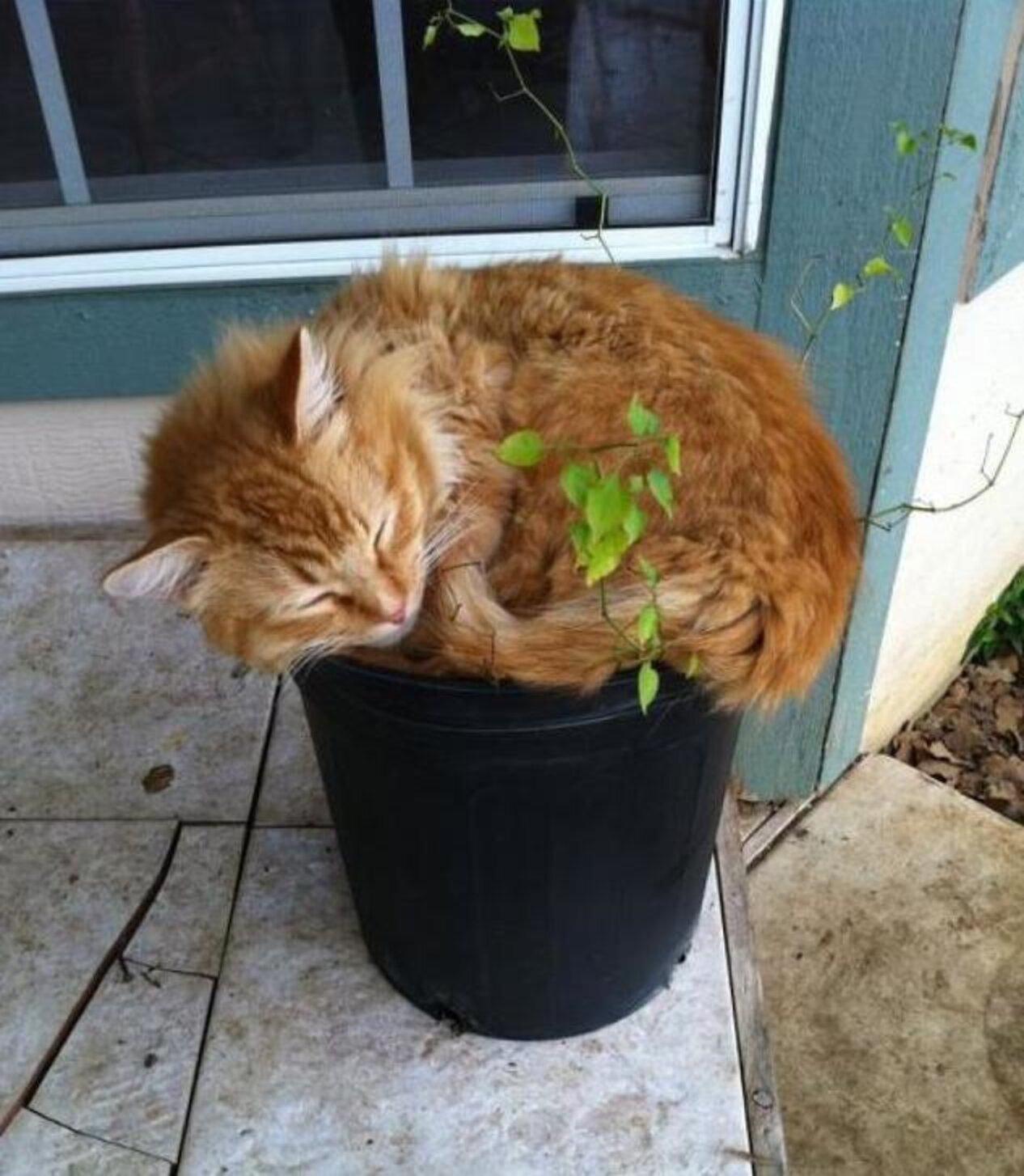 21 Very Important Cat Plants The Dodo 21-very-important-cat-plants-the-dodo