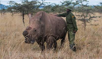 This Rhino Is Guarded 24 Hours A Day Because There Is No One Else Like ...