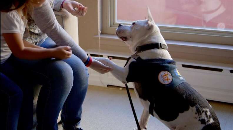 Meet 2 Dogs That Survived Michael Vick's Dogfighting Ring