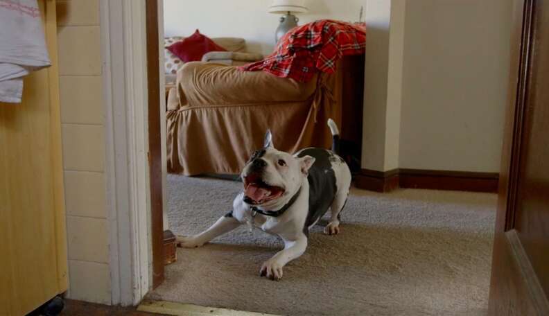 Last Surviving Dog From Michael Vick's Fighting Ring Has Died; Spent Rest of  Life in Comfort