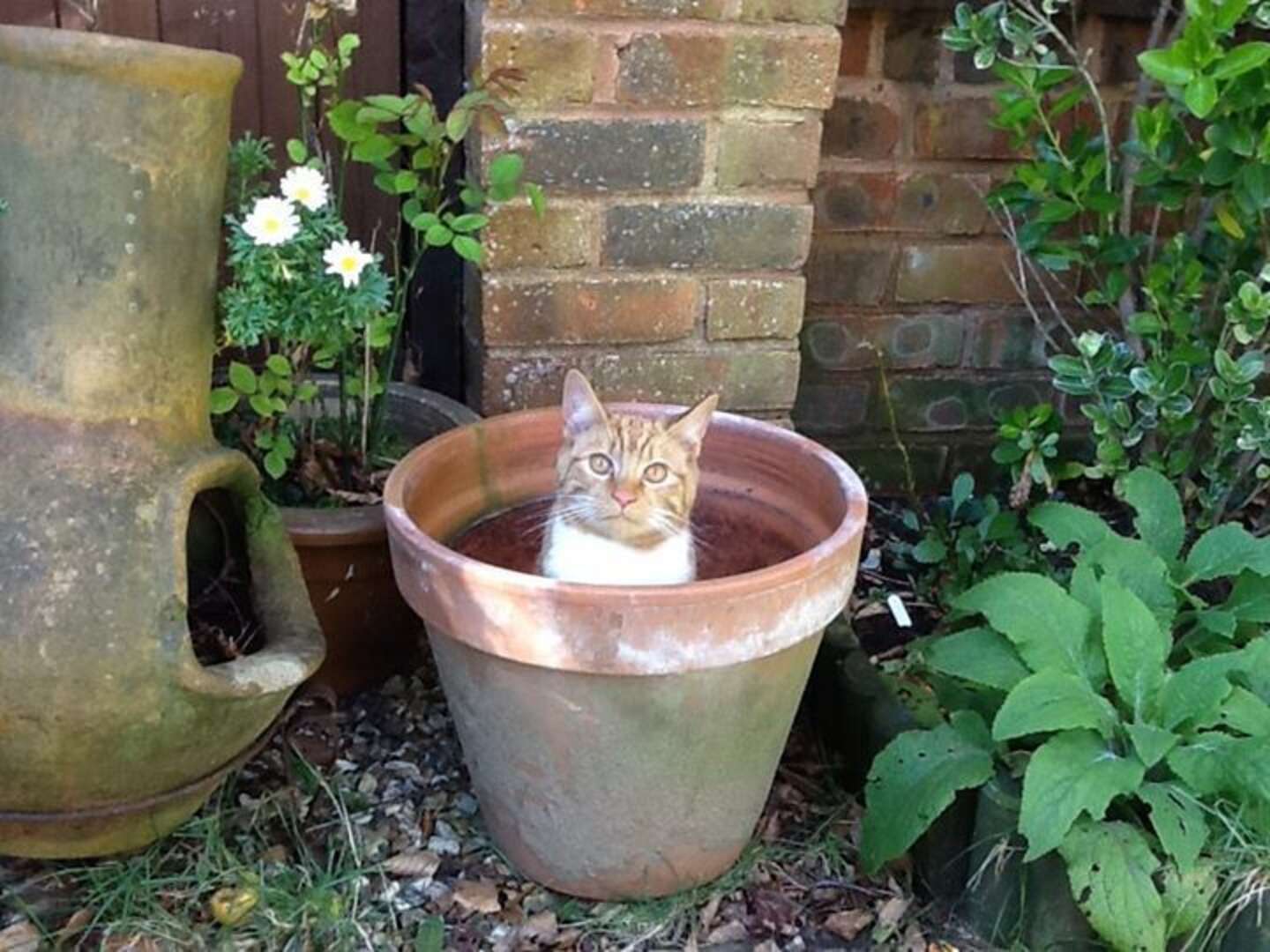 21 Very Important Cat Plants The Dodo