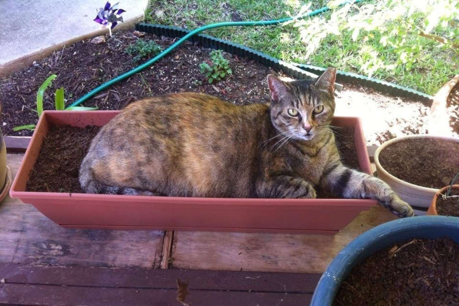 21 Very Important Cat Plants - The Dodo