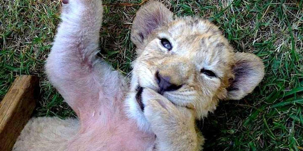 Baby Lion Was Bred To Be Hunted But One Woman Protected Her The Dodo