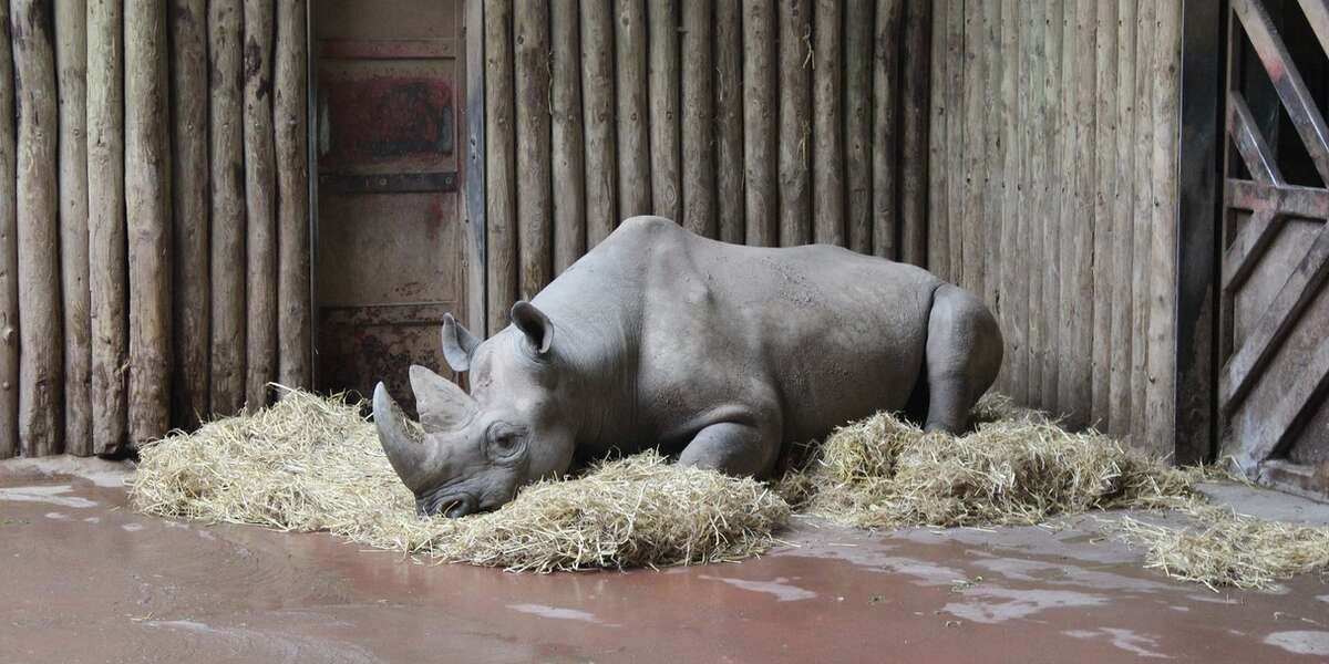 Are Zoos Safe Havens For Animals? The Dodo