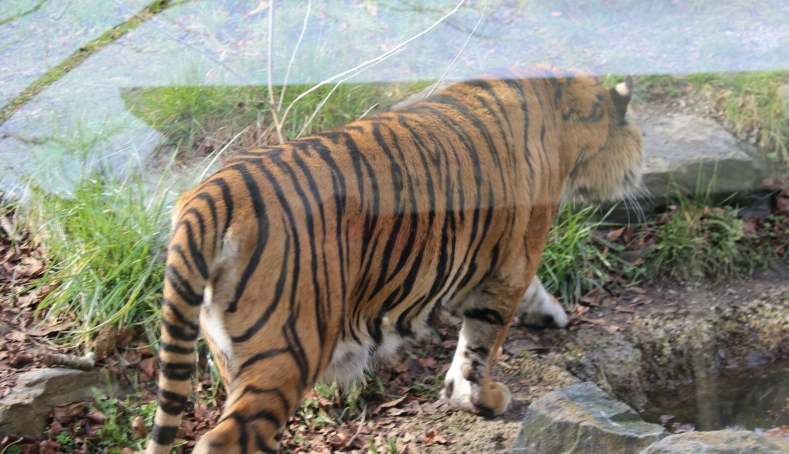 Are Zoos Safe Havens For Animals? The Dodo