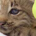 Adorable Lynx Kittens Get Vaccinated