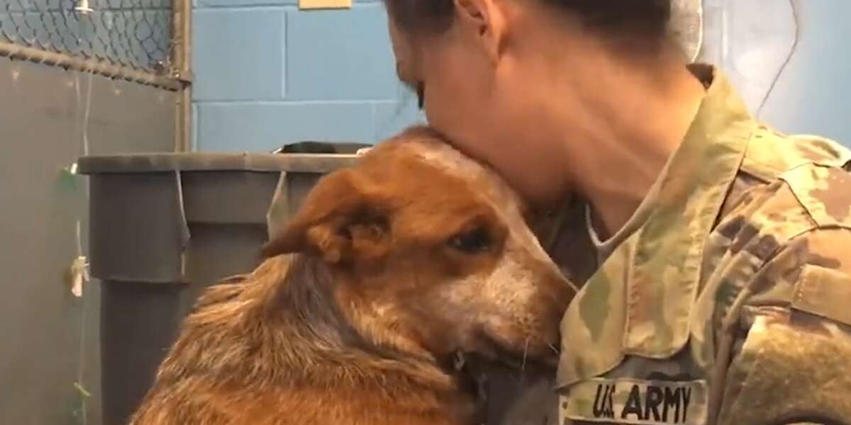 Dog Who Got Lost And Ended Up In Shelter Reunites With Family - Videos ...