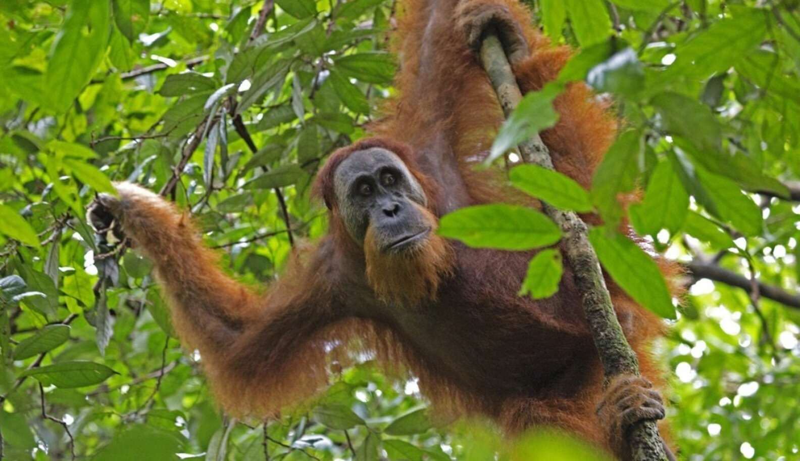 There Are Roughly 7,000 Sumatran Orangutans Left ... And Yet They’re ...