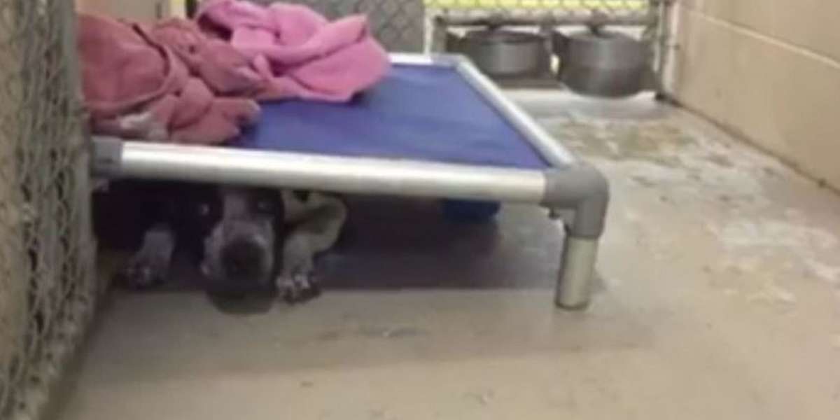 Why Are Shelter Dogs Put Down When There's Plenty Of Space? The Dodo