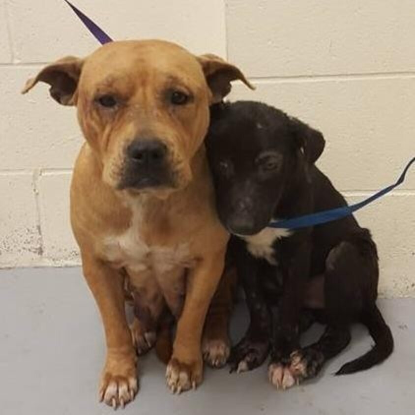 Why Are Shelter Dogs Put Down When There's Plenty Of Space? The Dodo