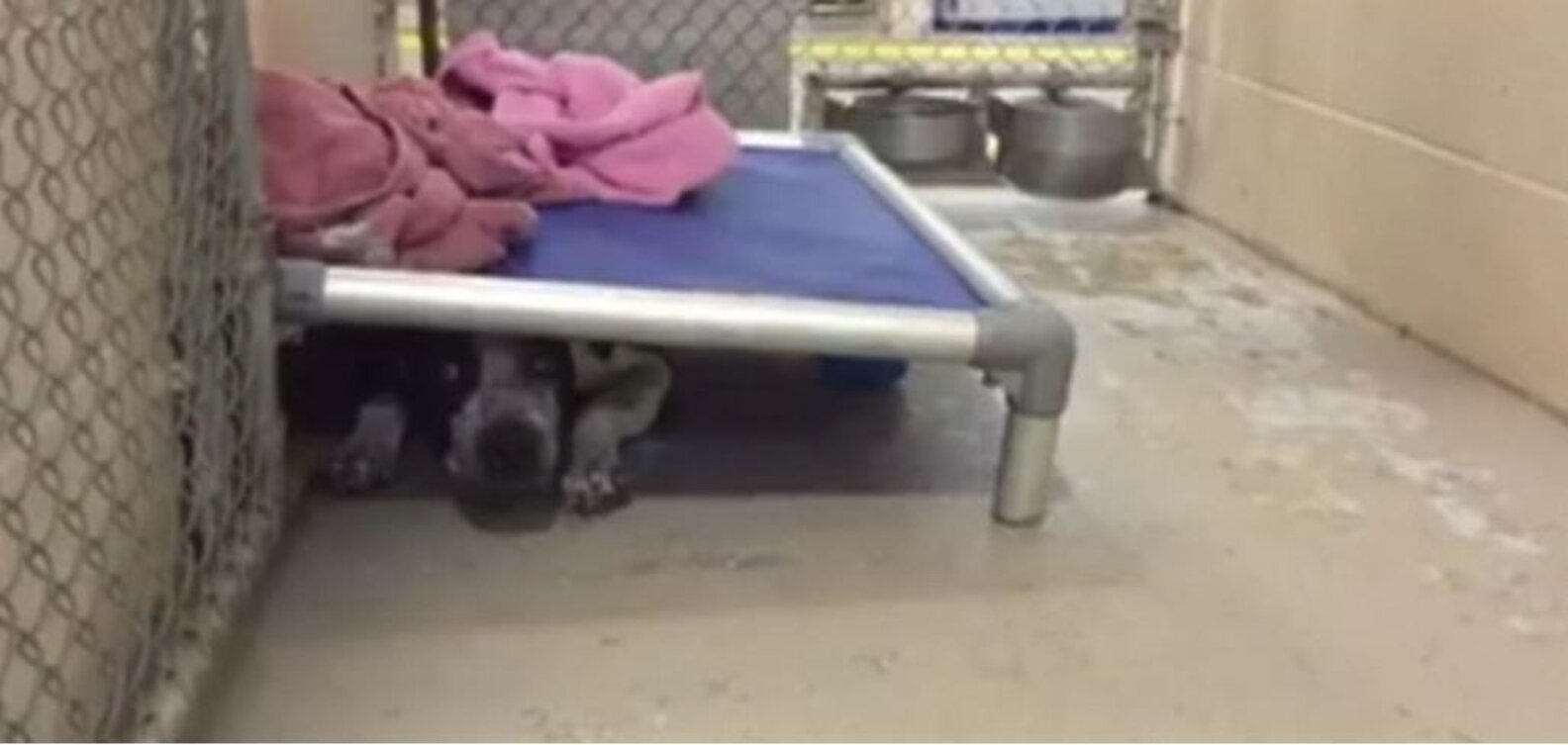 Why Are Shelter Dogs Put Down When There's Plenty Of Space? The Dodo