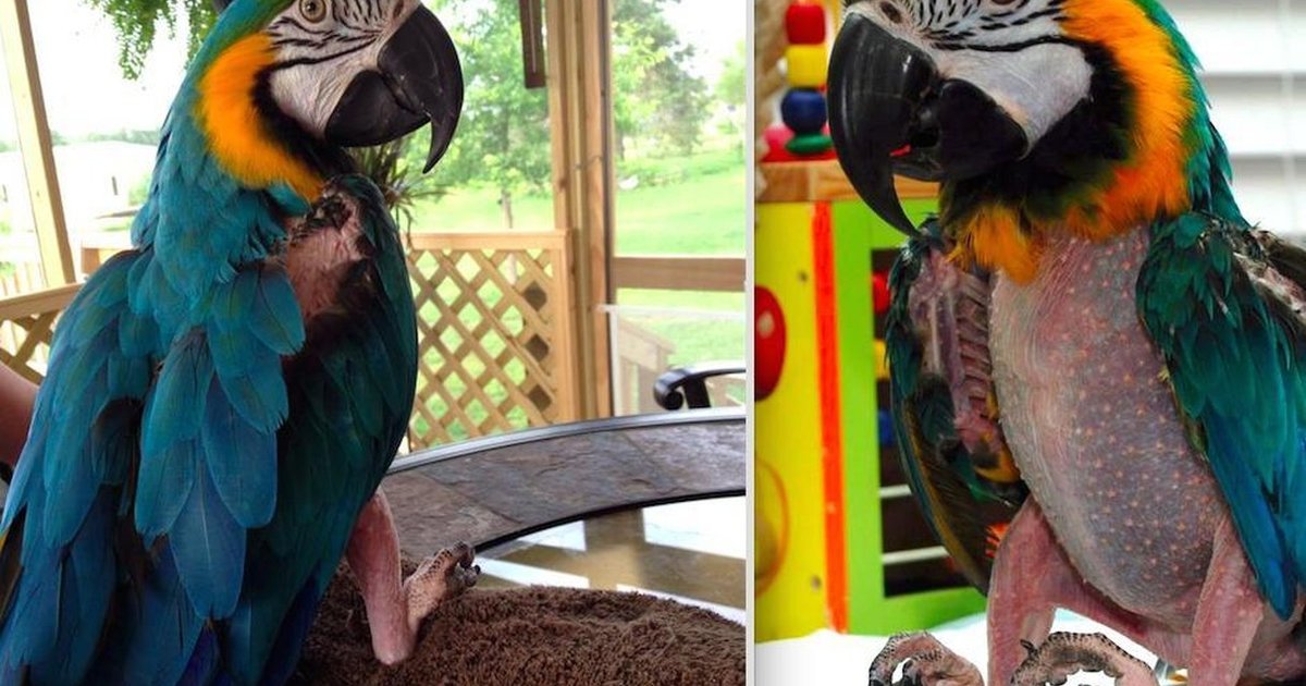 Disabled Bird Who Plucked Out Her Feathers Finds The Love She Needs