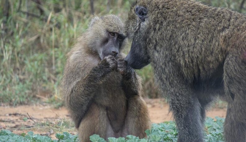 When Rescue Monkeys Make Friends, Magic Happens - The Dodo