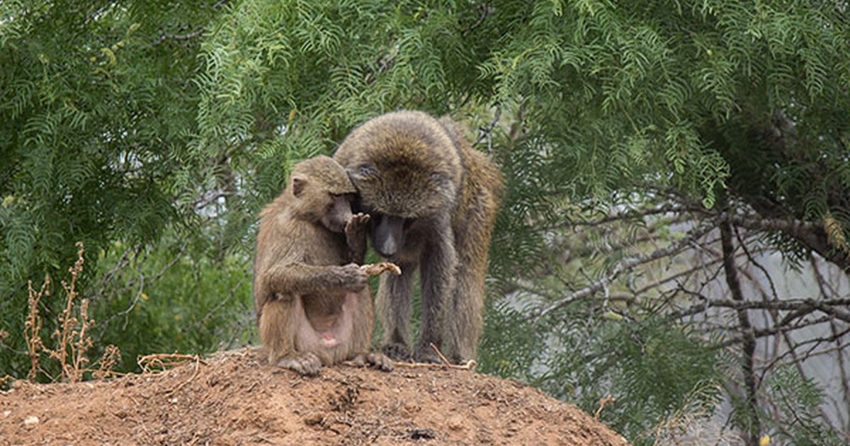 Lab Monkeys Get First Real Home And Discover Newfound Strength The Dodo