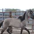 Wild Stallion Awaits Grim Future Languishing In Pen