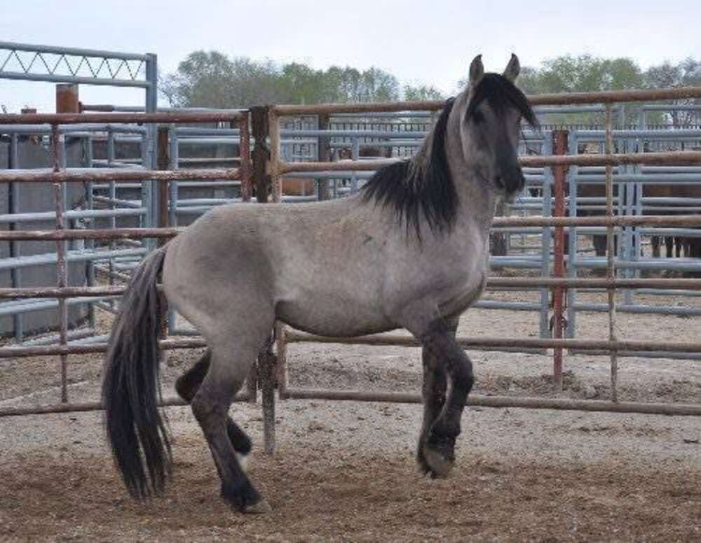 Wild Stallion Awaits Grim Future Languishing In Pen - The Dodo