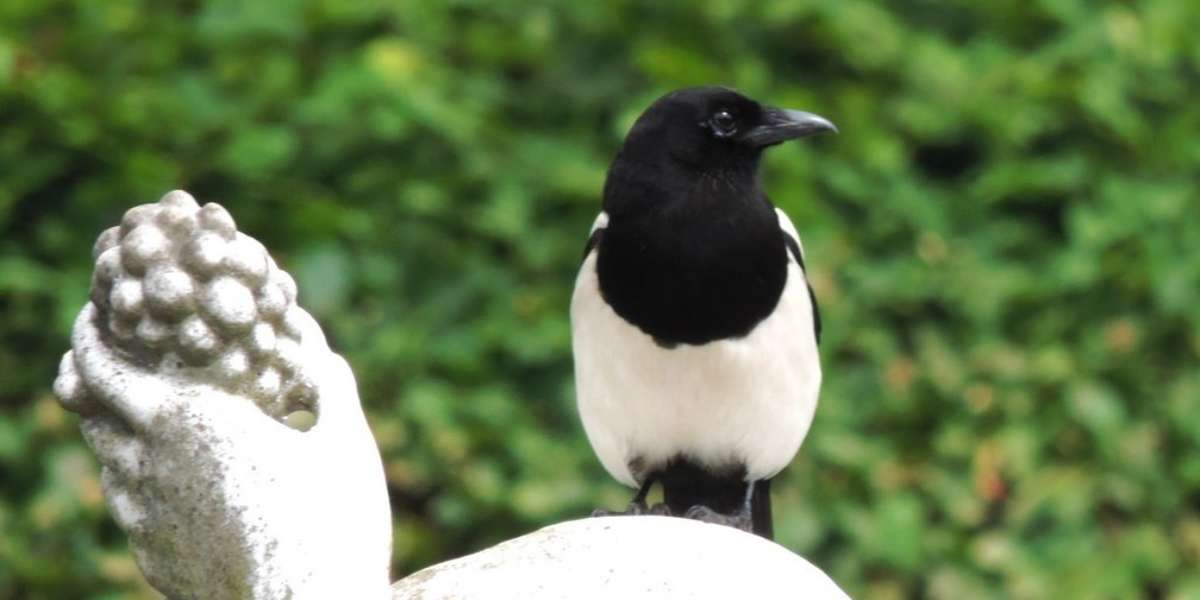 magpies-bad-rap-as-jewelry-thieves-doesn-t-hold-up-the-dodo