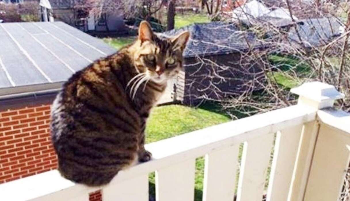 Will Dog Jump Off Balcony