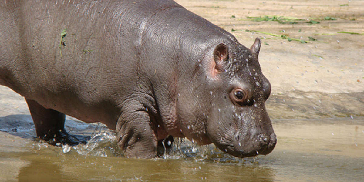 Fun-loving Baby Hippo Wants To Do Nothing But Chase Birds All Day - The 