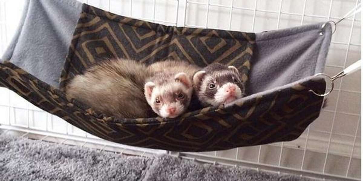 Rescue Ferret Best Friends Can't Get Enough Of Their New Life The Dodo