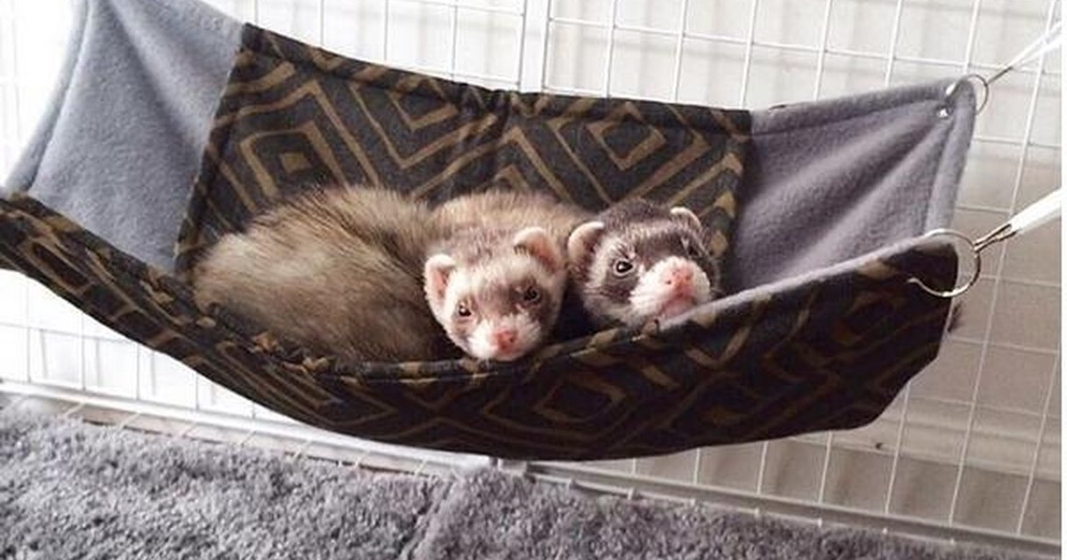 Rescue Ferret Best Friends Can't Get Enough Of Their New Life The Dodo