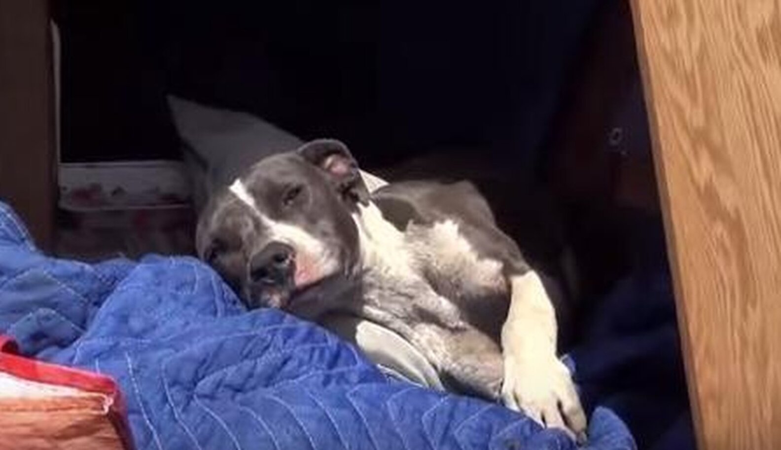 Homeless Pit Bull Shows Her Rescuers How Much She Wants To Be Saved The Dodo