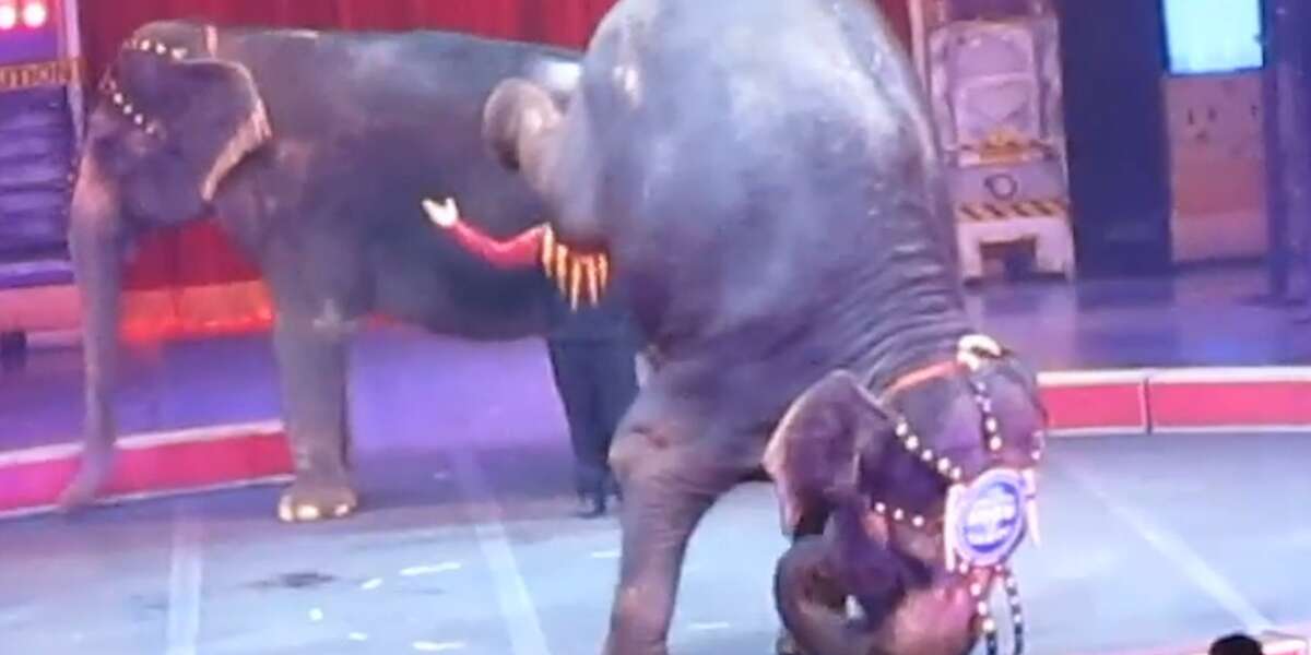 California Becomes Second State To Ban Bullhooks - The Dodo