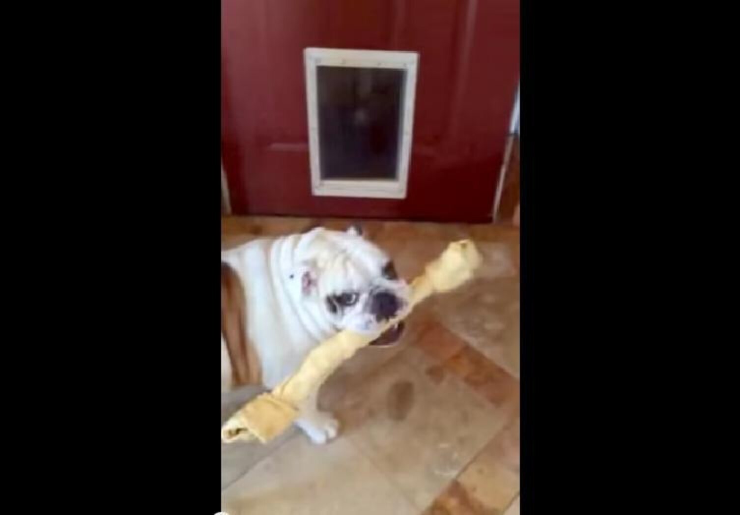 Bulldog Is DETERMINED To Get Her Bone Through The Doggy Door, Darn It ...