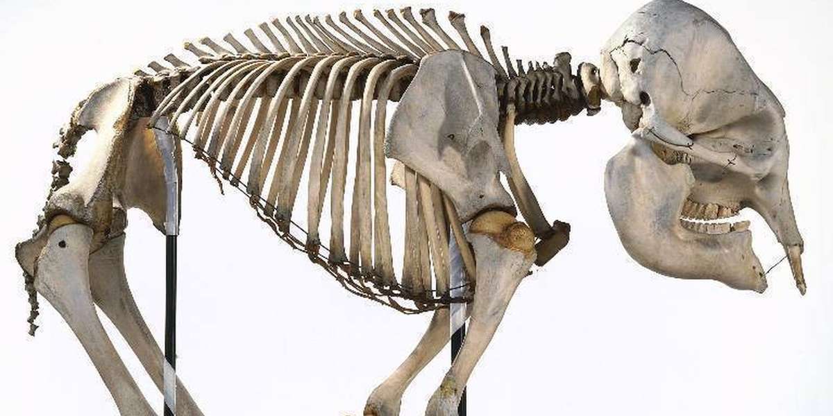 Riding elephants can cause severe damage to the animal's delicate spine. The Dodo