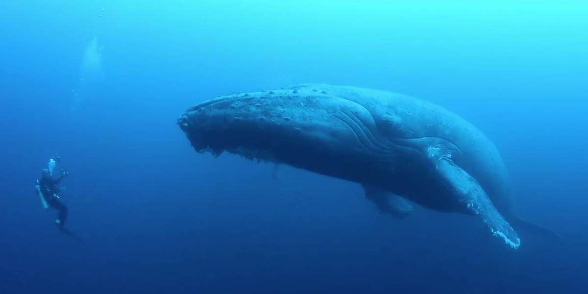 Haunting Video Shows Mother Whale 'Inconsolable' After Losing Her Baby ...