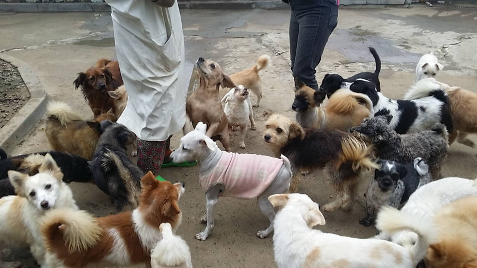 Woman Gives Up Everything To Save Hundreds Of Dogs From Street - The Dodo