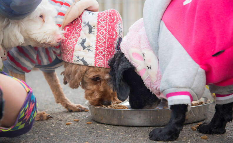 Woman Gives Up Everything To Save Hundreds Of Dogs From Street - The Dodo