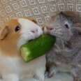 Guinea Pig Won't Share Her Snacks With Anyone