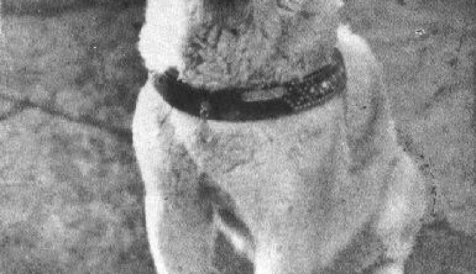 5 Incredibly Devoted Dogs Who Mourned The Deaths Of Their Owners The Dodo