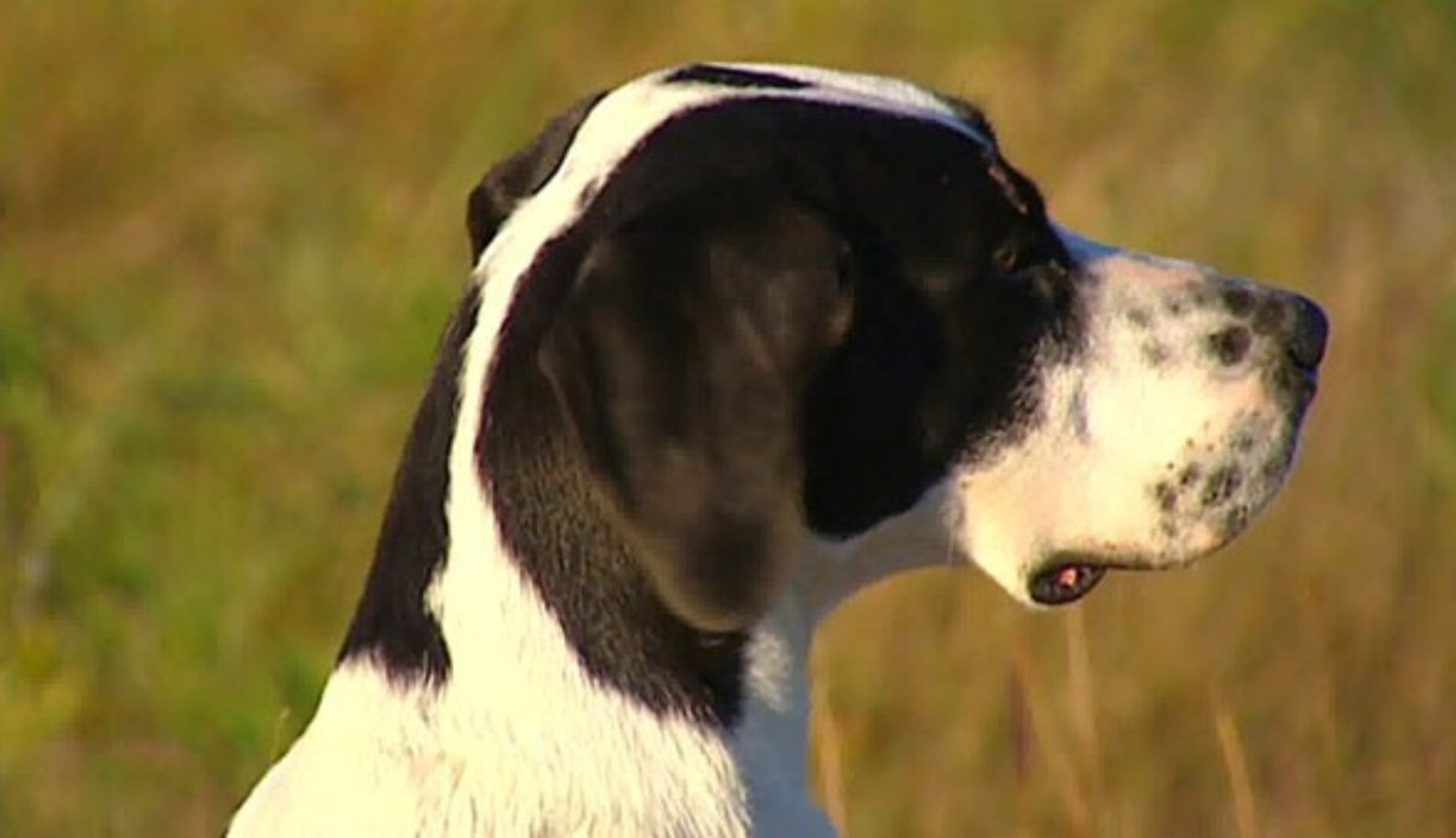 5 Incredibly Devoted Dogs Who Mourned The Deaths Of Their Owners The Dodo