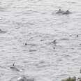 Hundreds Of Dolphins Are Waiting To Die Right Now In Infamous Cove