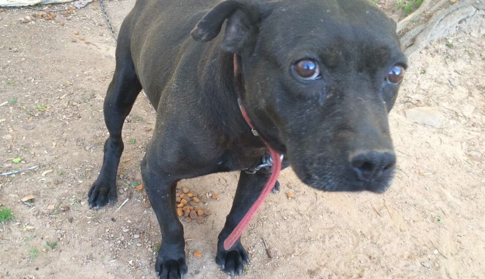 Dog Spends 10 Years On A Chain — Until Someone Finally Saves Him - The Dodo