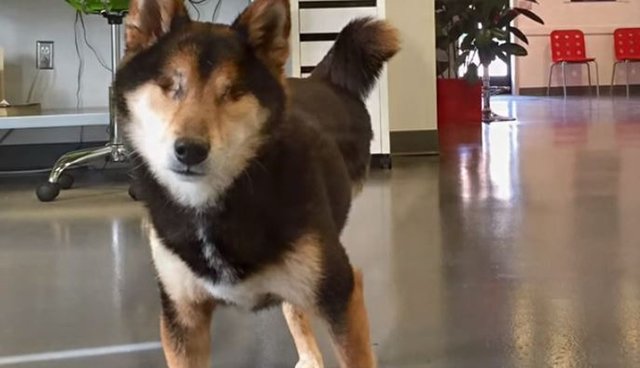 Dog Went Blind And Lost Her Leg All Because Of A Puppy